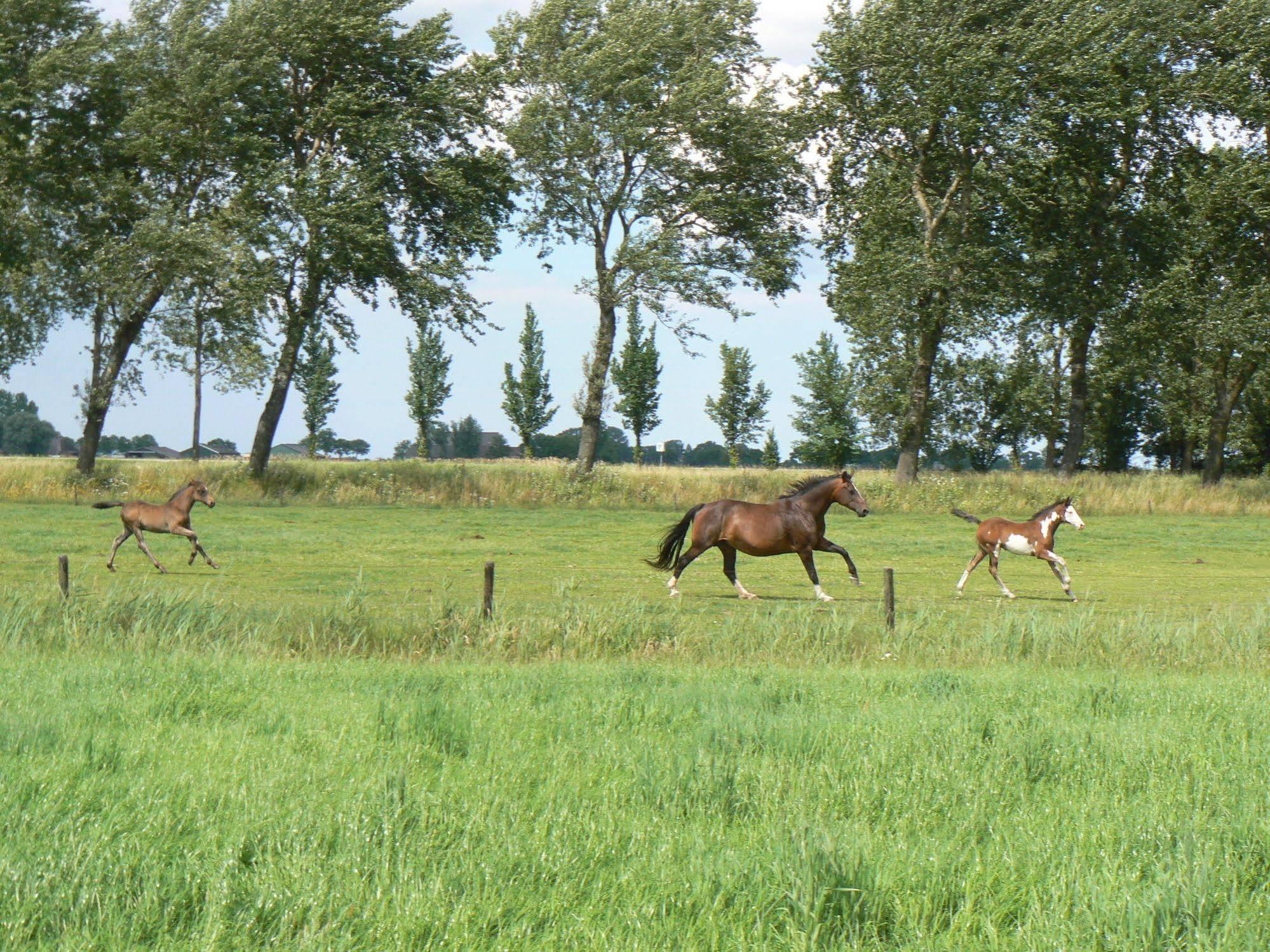 Groningen Buiten B&B Zuidhorn Bagian luar foto